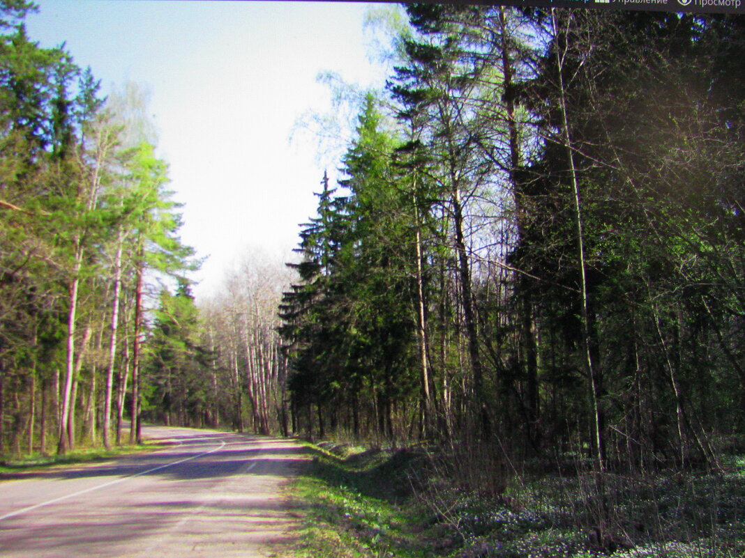 По весенней дороге - Людмила Смородинская