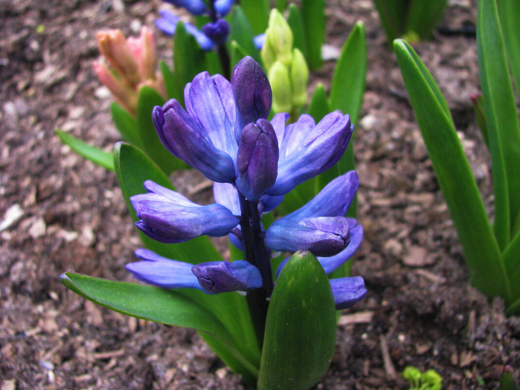 Расцветают гиацинты - Людмила Смородинская