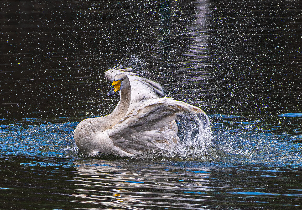 Лебедь - Михаил Измайлов