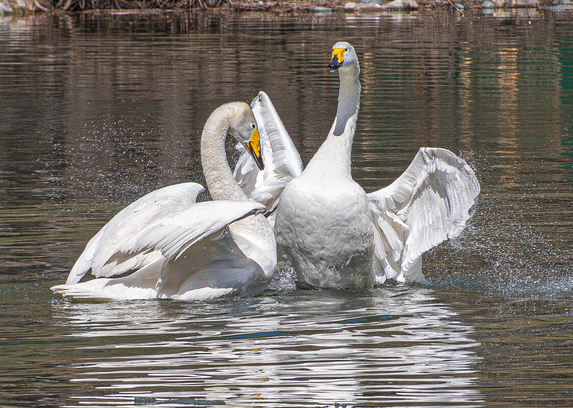 Лебеди - Михаил Измайлов