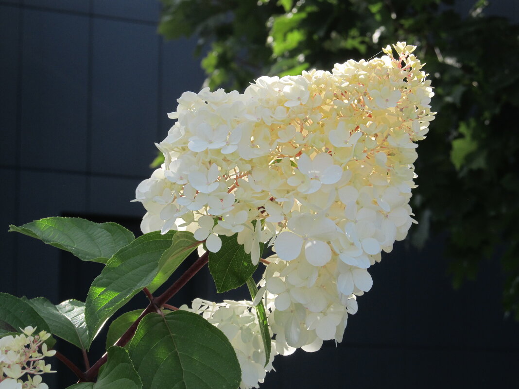 гортензия - Елена Шаламова