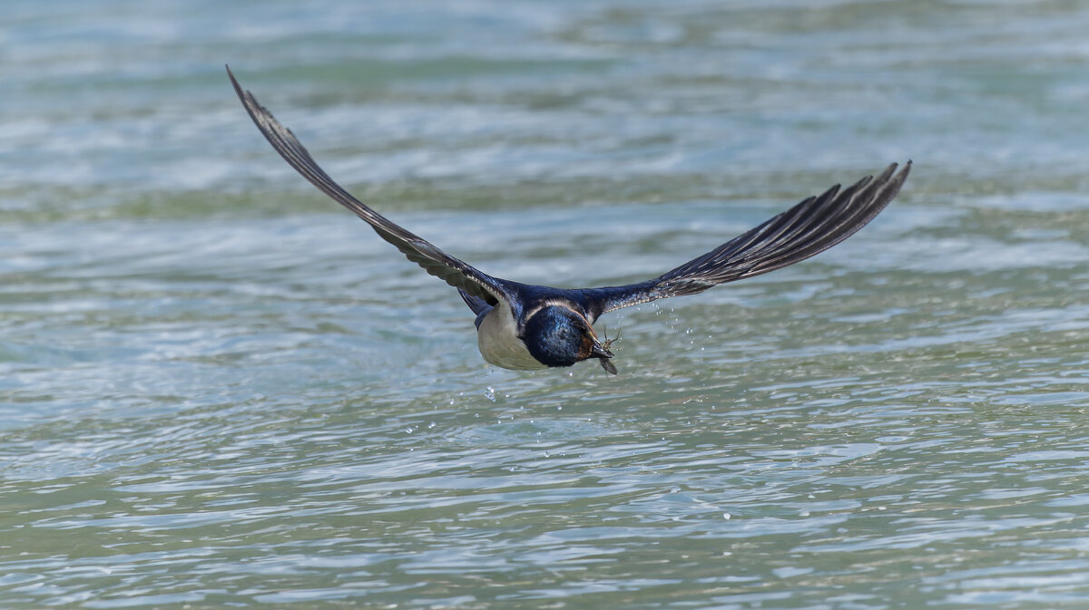ласточка деревенская. - юрий макаров