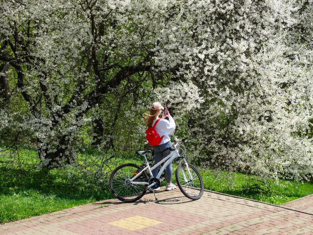 Яблони в цвету, весны творенье ... - Ravile 