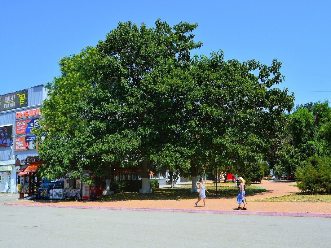Керчь. Липы в сквере Афганцев летом. - Пётр Чернега