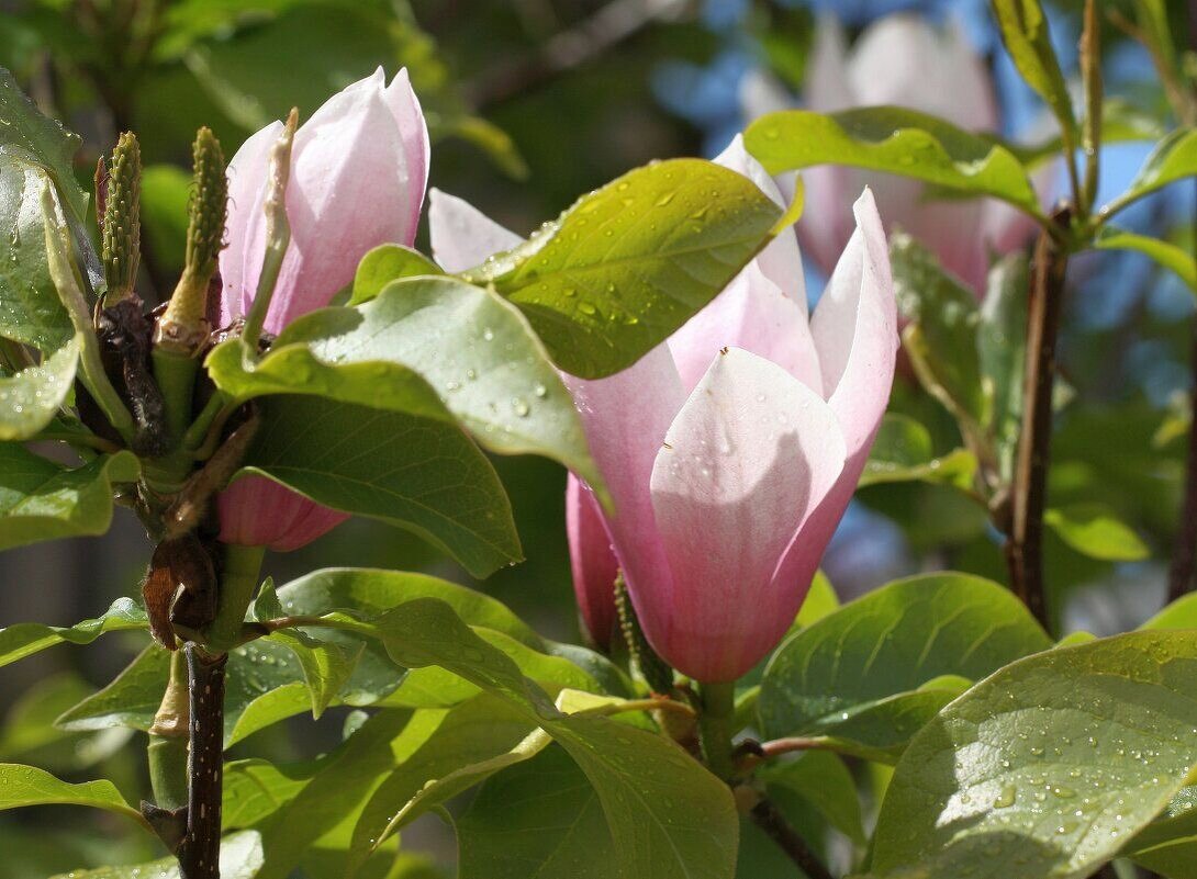 Магнолия - ZNatasha -