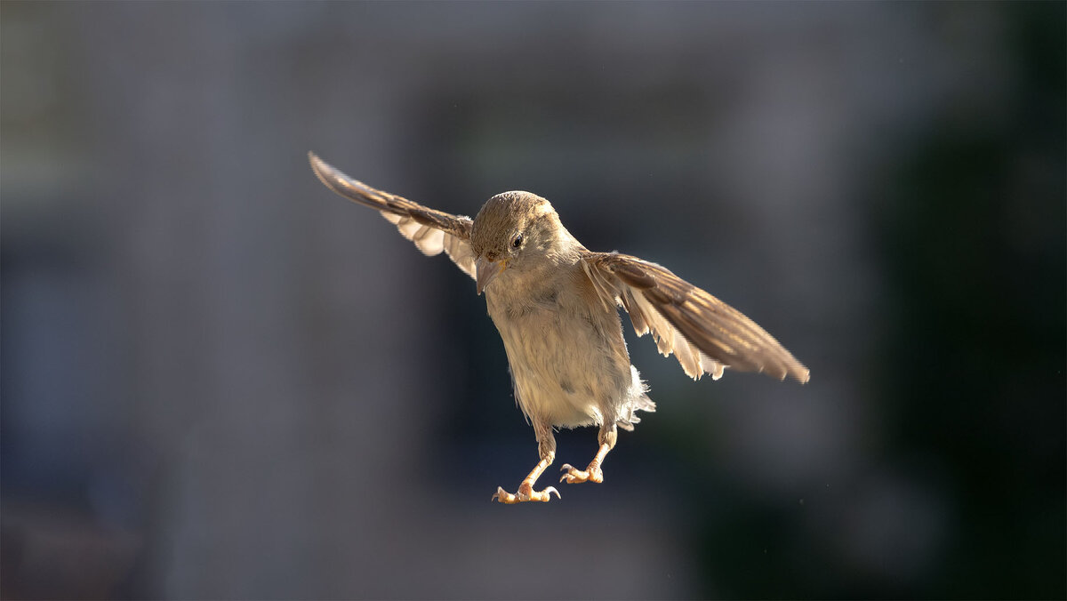 Иду на посадку!!! - olegdanilhenko Олег Данильченко