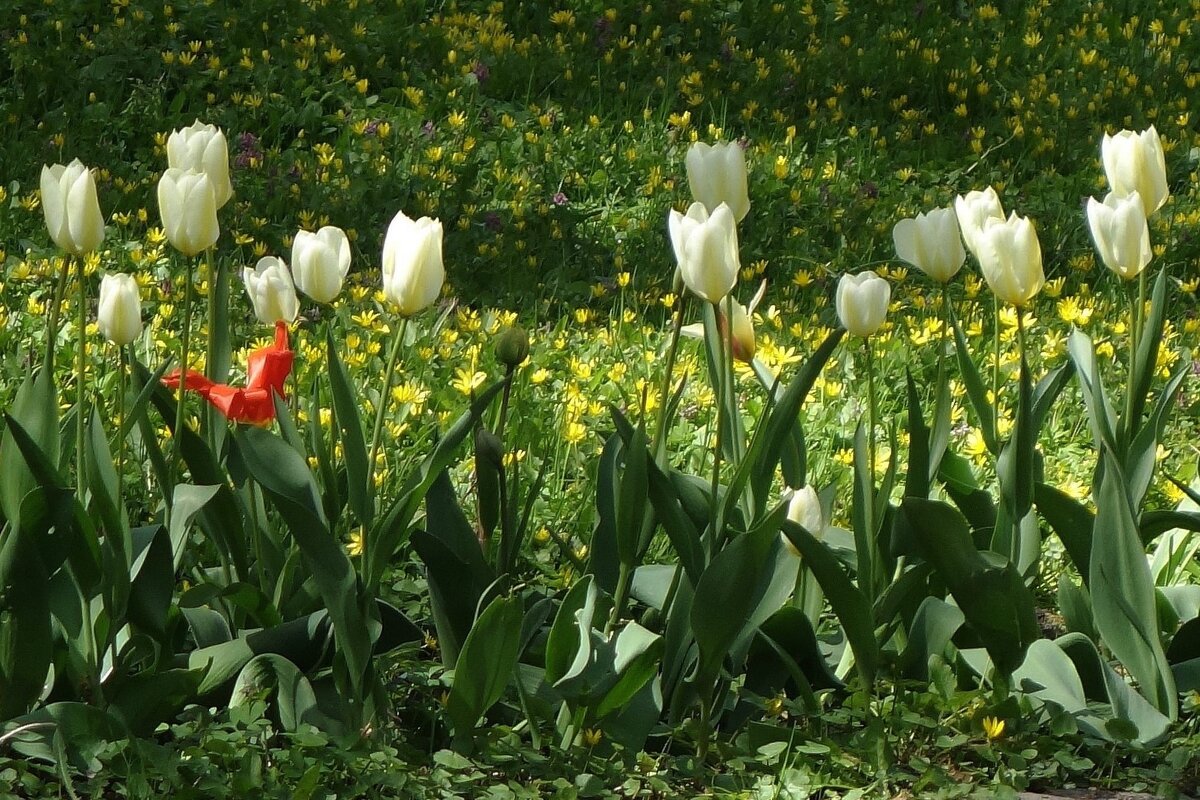 Тюльпаны - Рита Симонова