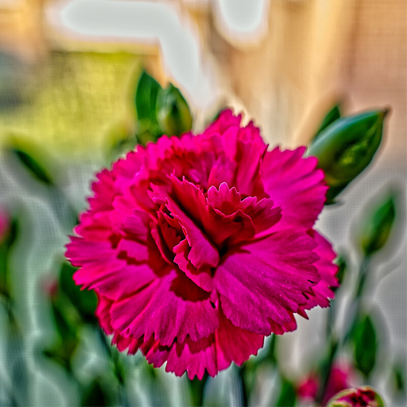 (°-°) - Jakob Dick