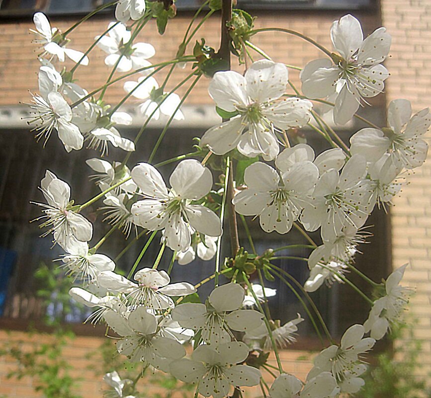 В месяце мае - Елена Семигина