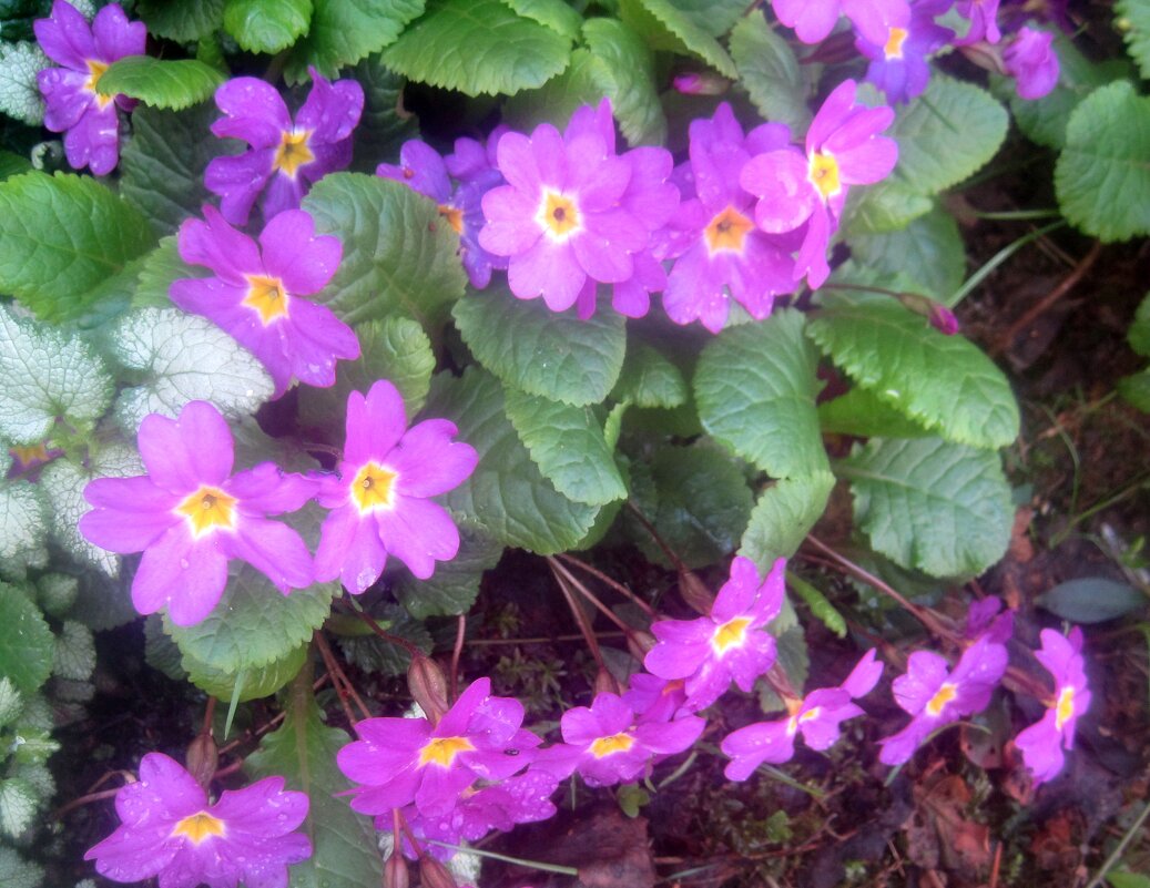 Весеннее - Елена Семигина