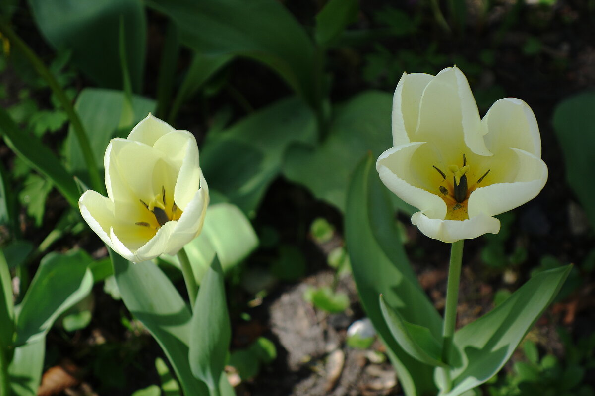 Тюльпаны - Рита Симонова