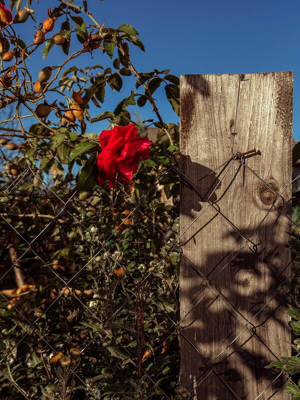 Роза - Анна Пигулевская