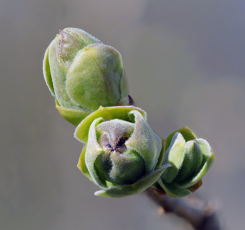 Ещё чуть-чуть и будет листок - Oleg S