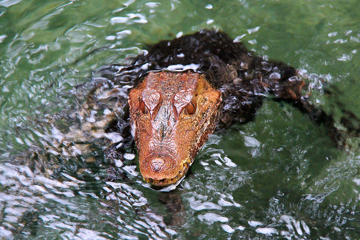 Гладколобый кайман - Сергей Сомихин