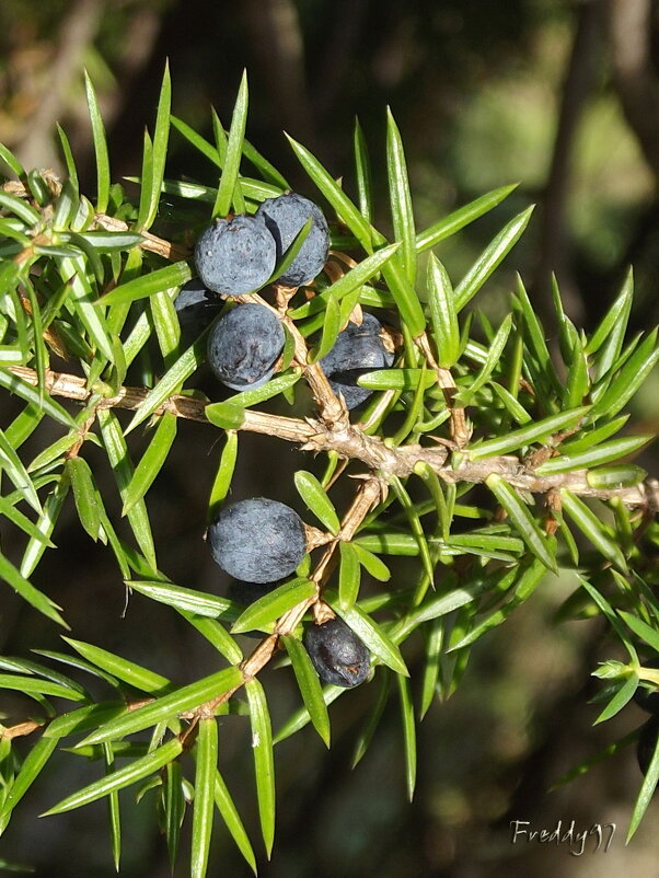 Ягоды можжевельника - Freddy 97