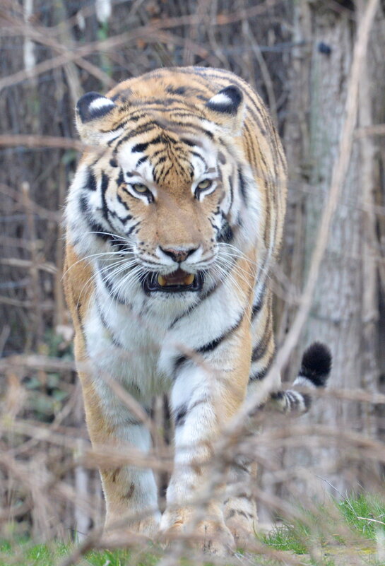 лейпциг2026 - Алексей Короткевич