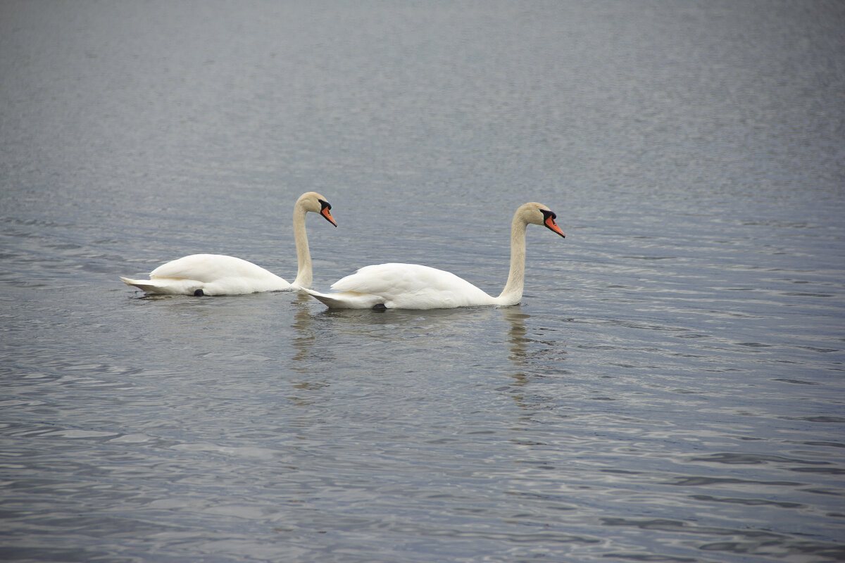 *** - Nataliya Belova