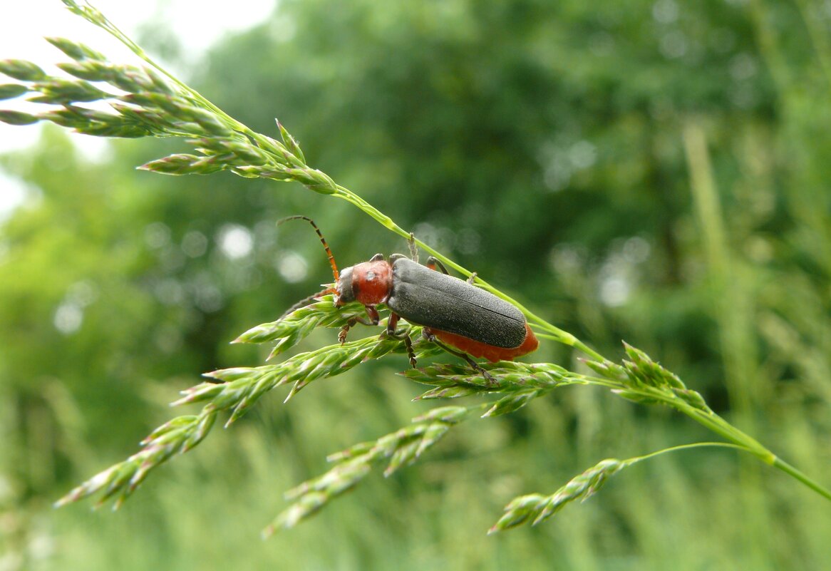 Жук-мягкотелка - Елена Елена