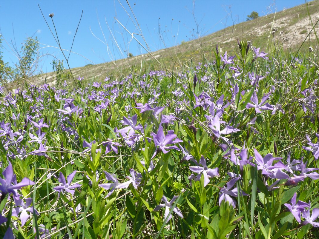 Барвинок на склоне - Елена Елена