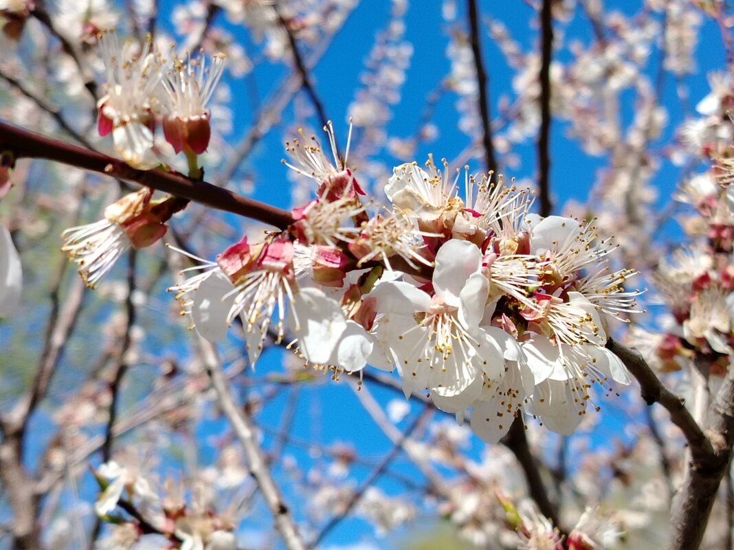 Самара цветущая - Надежда 