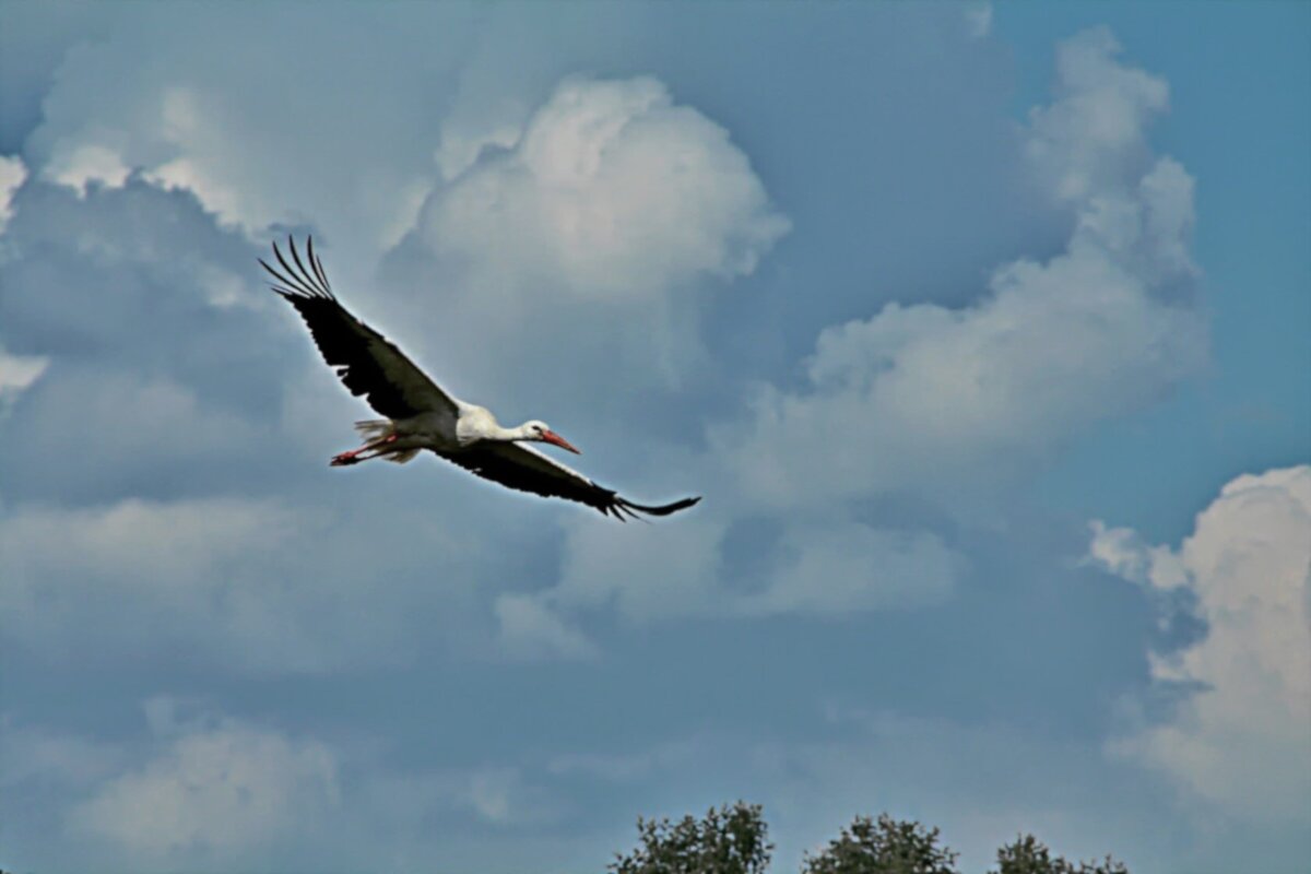 Аист - евгений 