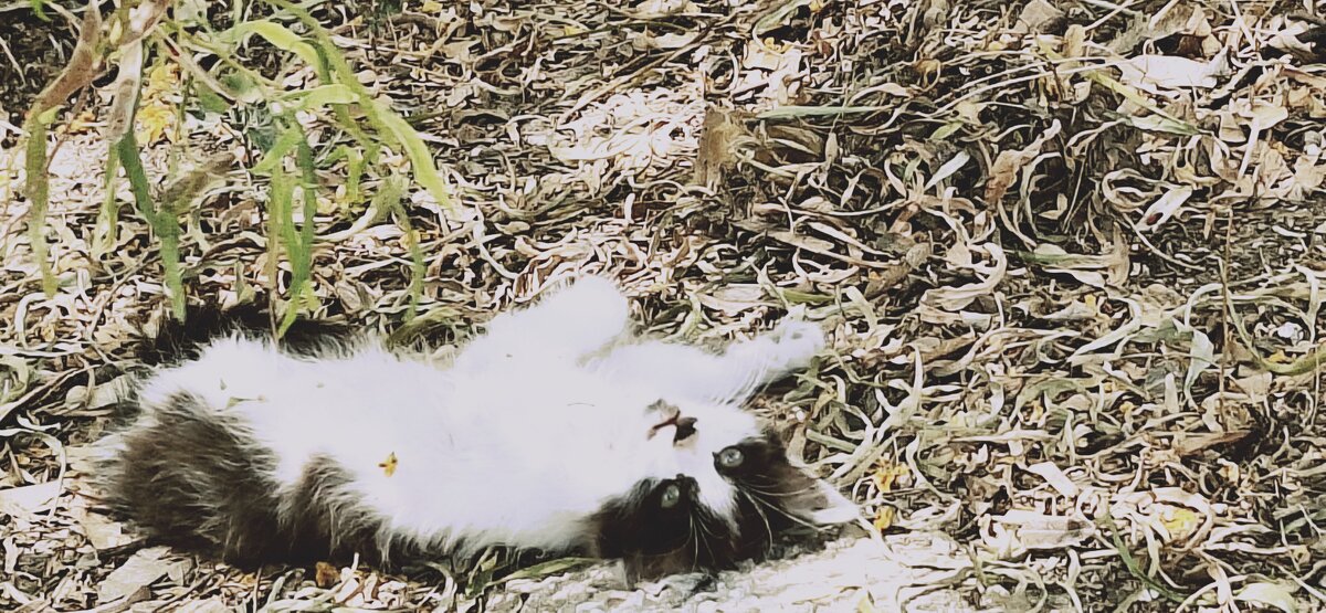 14  КЛОС (151) - CLOSE WAYS ALL