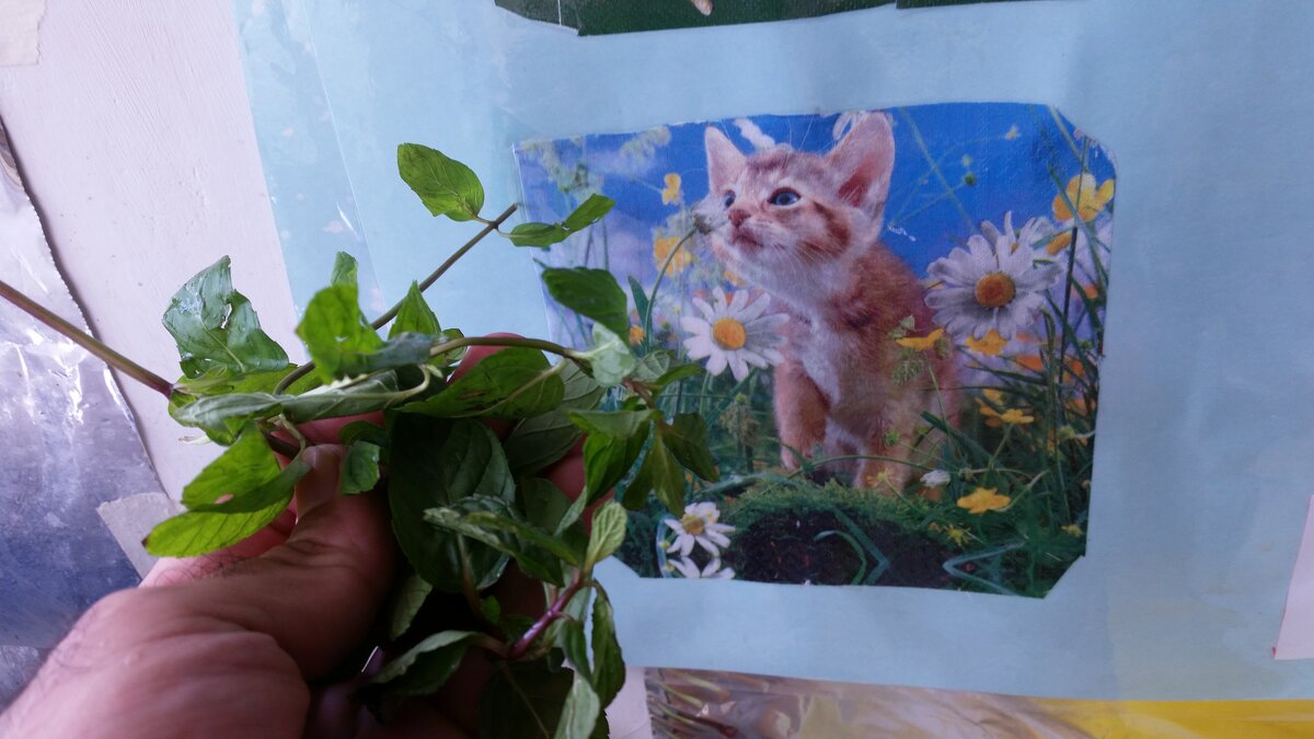 116 (36) - СТРЕН 