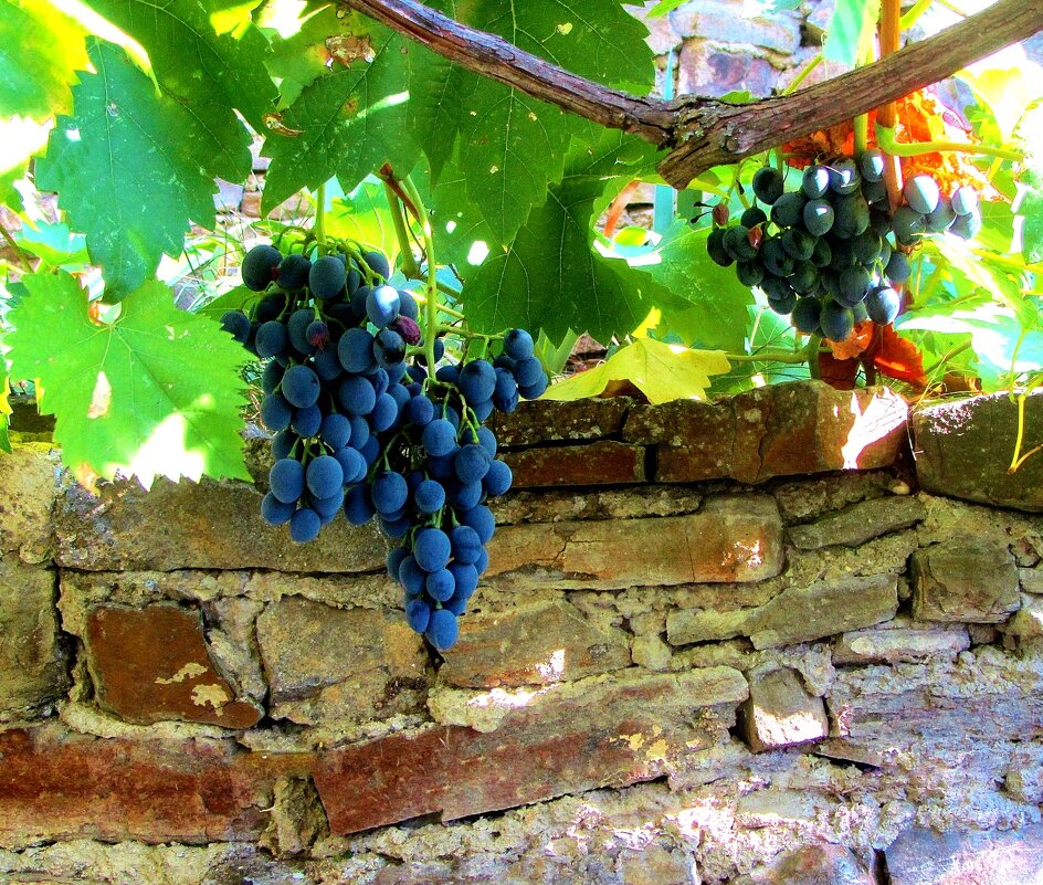 ..Крымский виноград.. - galalog galalog