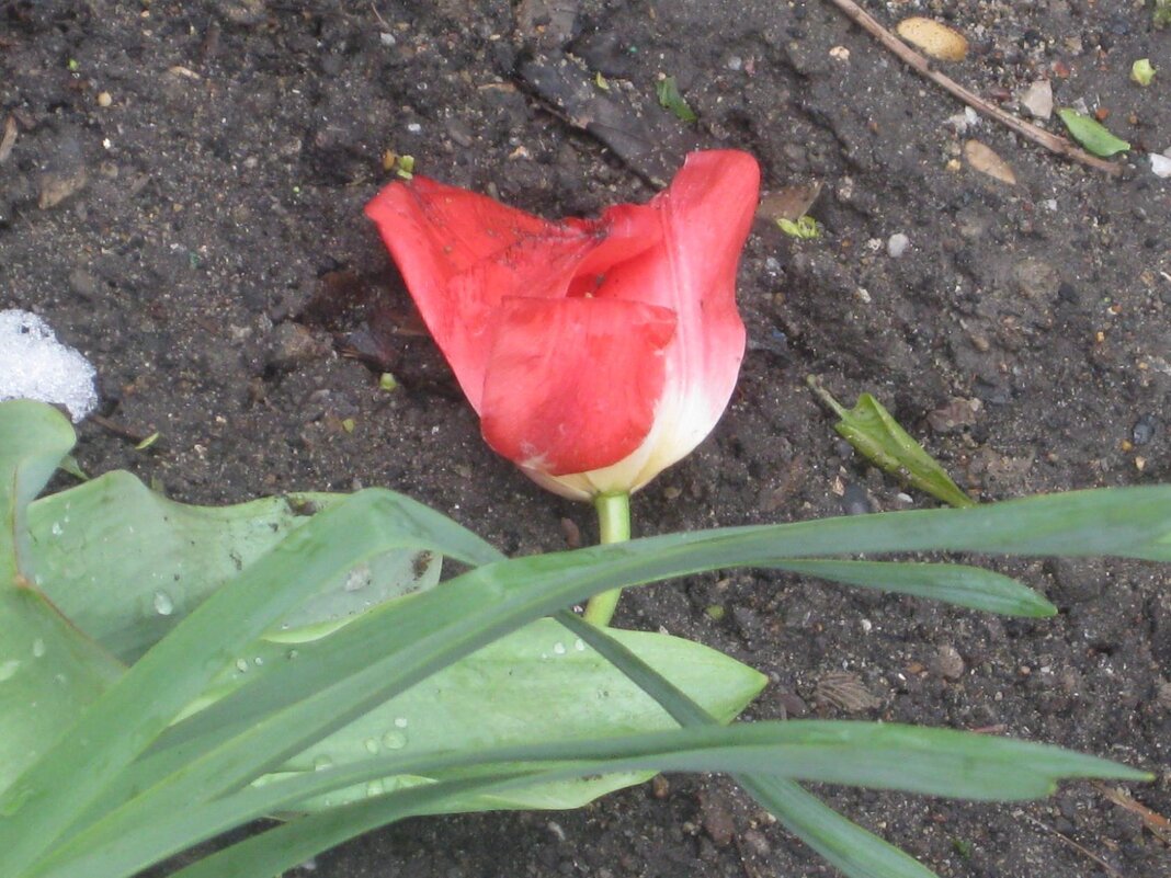 Вестник весны - Дмитрий Никитин