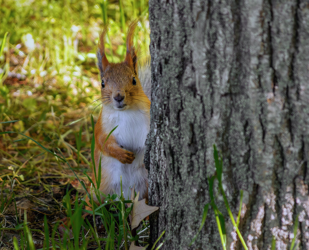 А теперь в прятки - Игорь Протасов