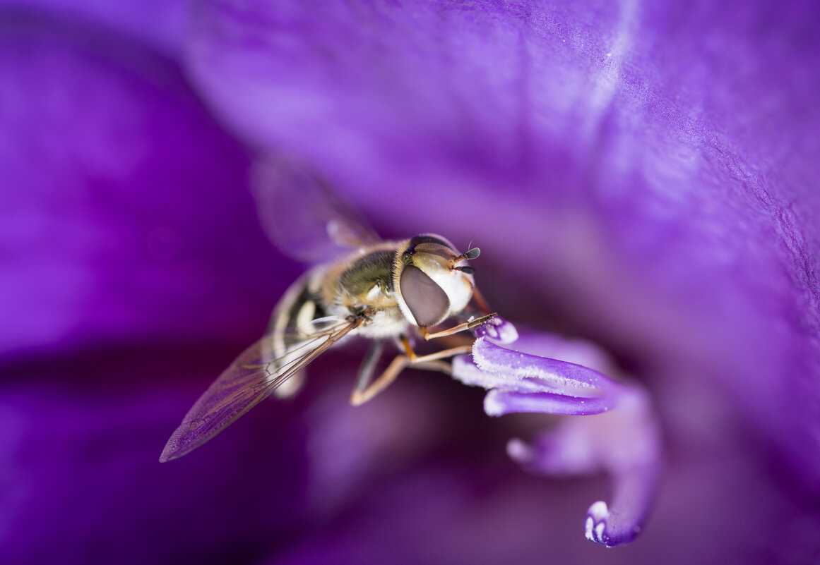 Внутри цветка - Игорь 