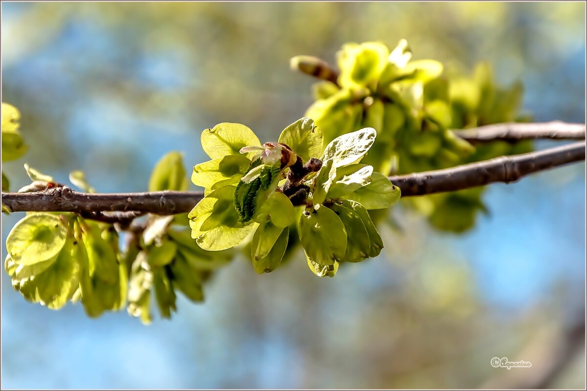 Про май... - Aquarius - Сергей