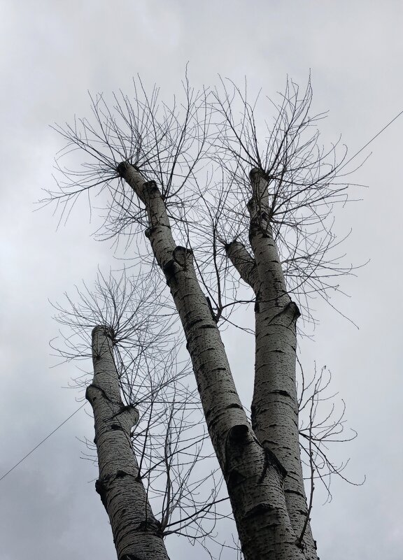 Дерева - Наталья Герасимова