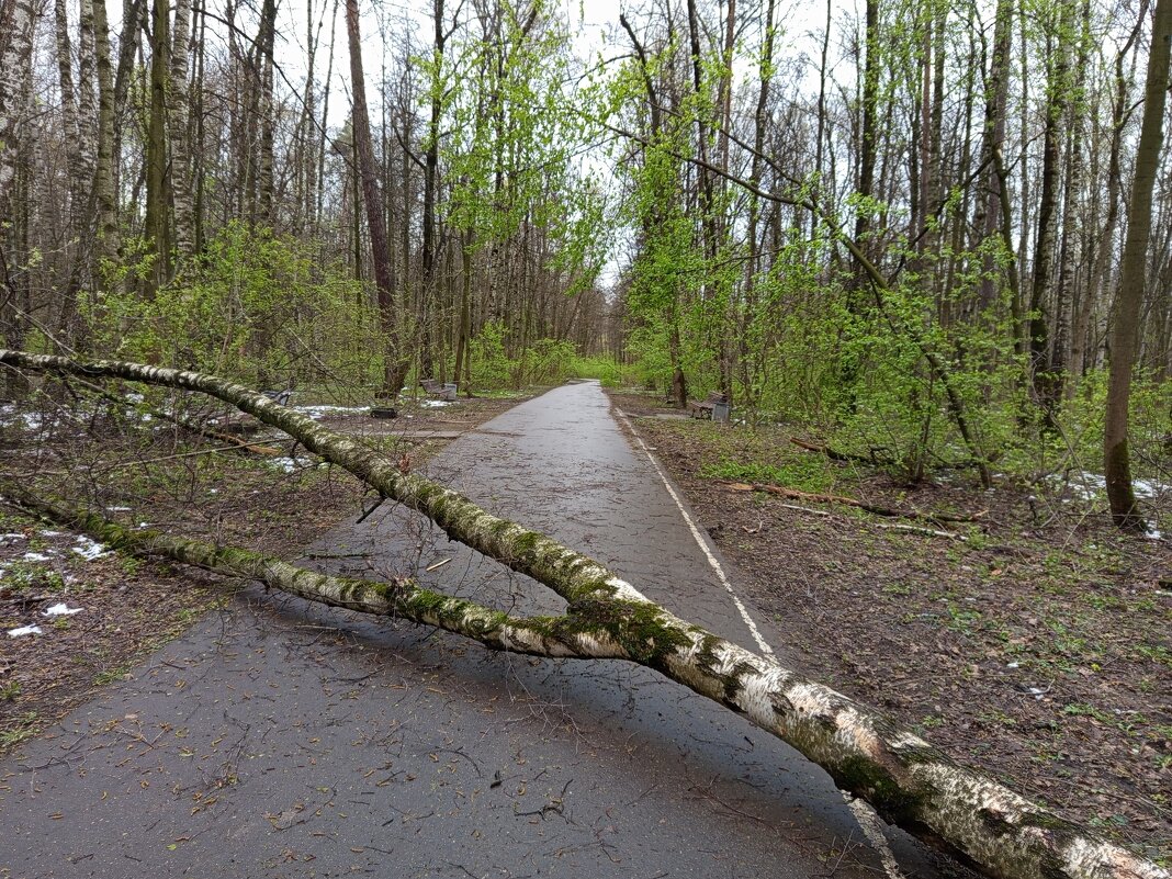 "Шлагбаум". Поваленных деревьев на самом деле очень много - Андрей Лукьянов