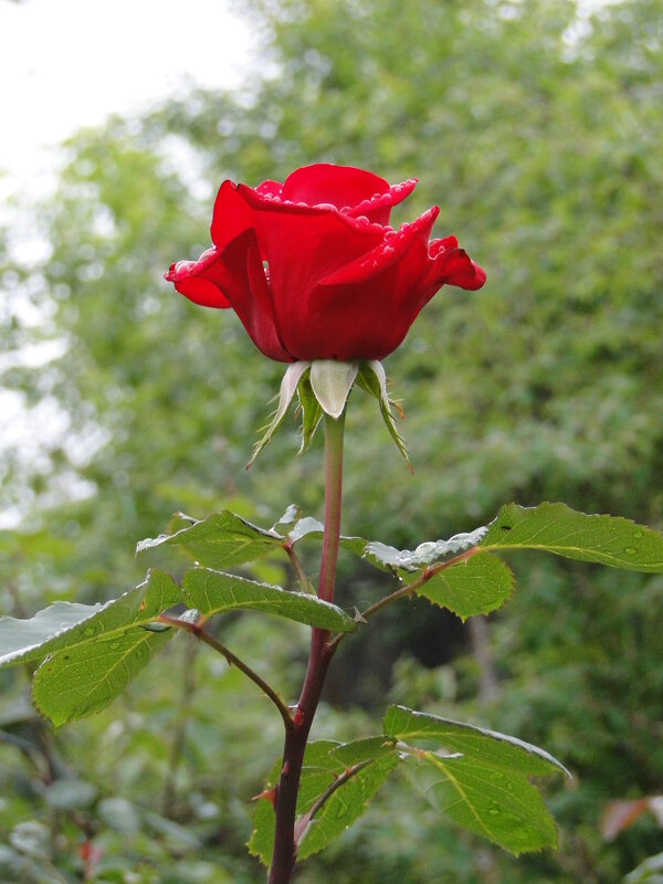 царица цветов - Наталья Штанулина