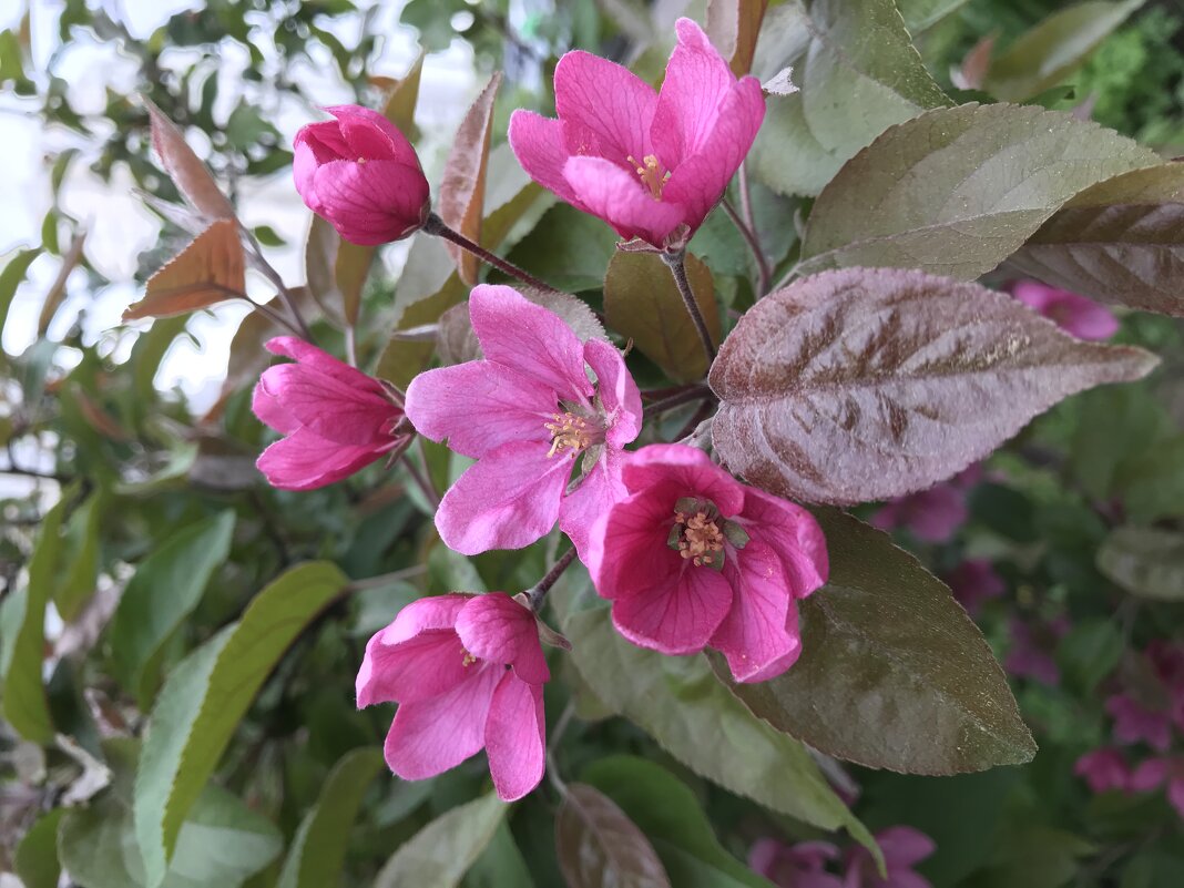 Весна в розовом - Pippa 