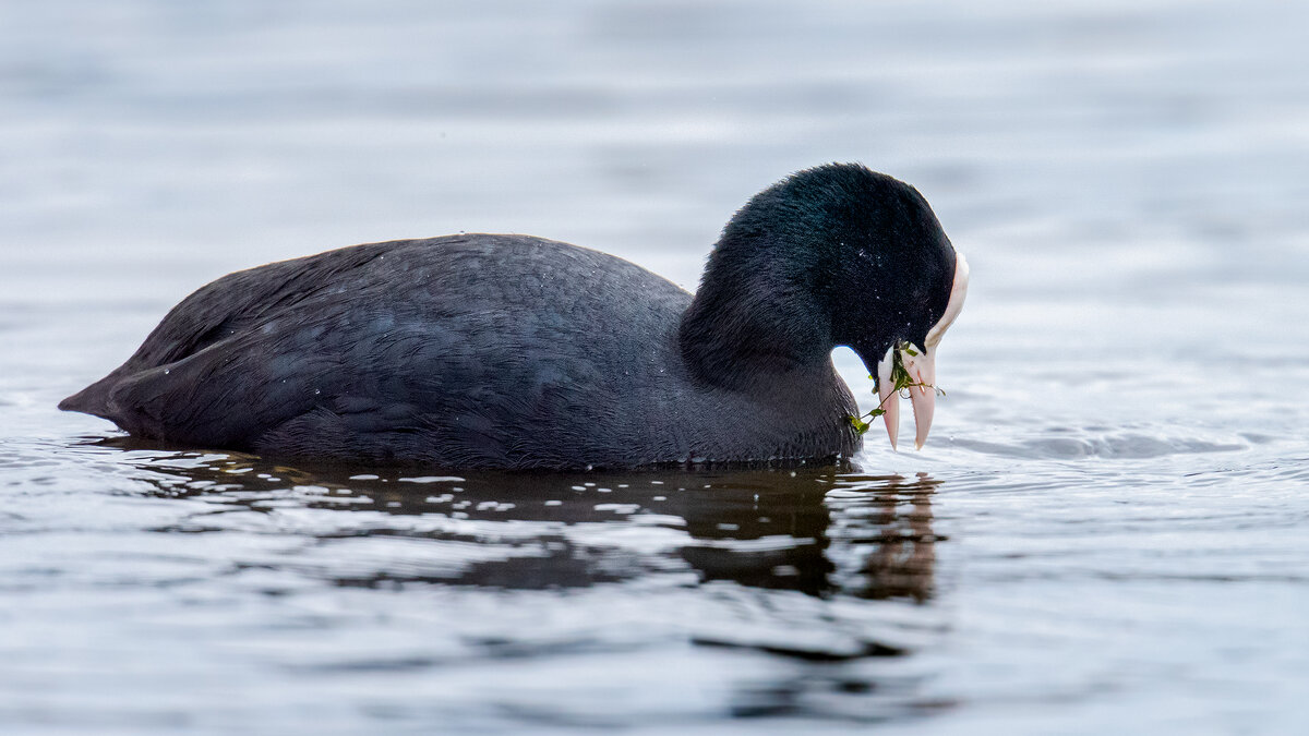 Лысуха - Владимир Лазарев