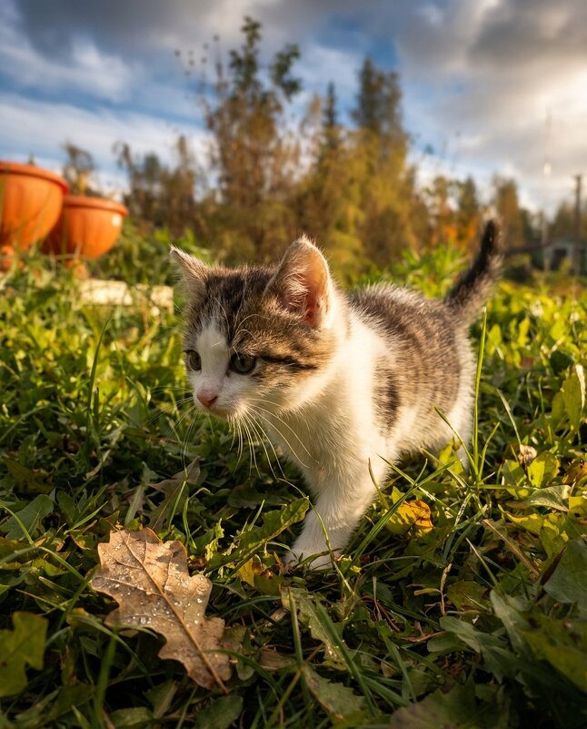 Малышка Эльза и ее решительная прогулка - Лилия 