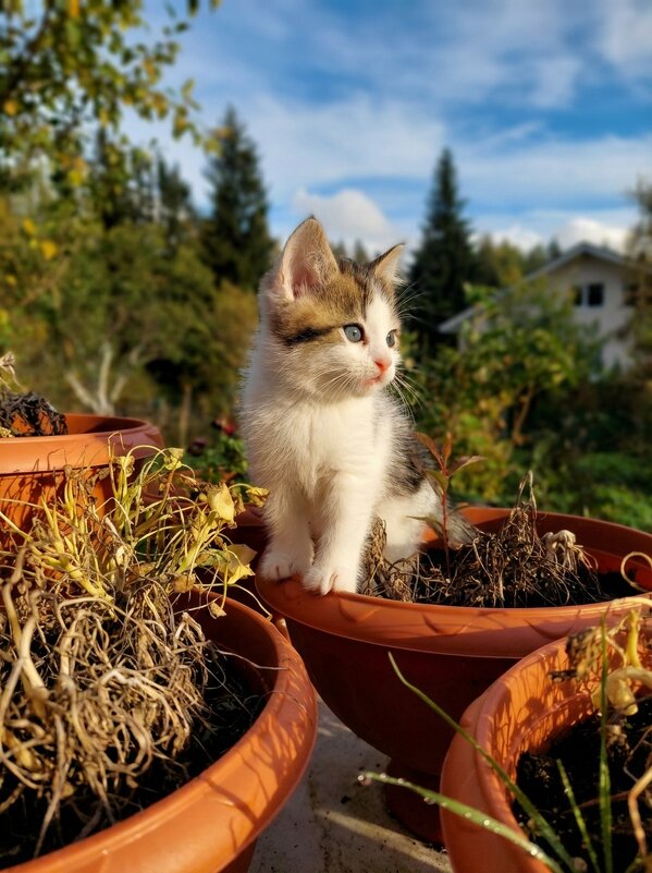Малышка Эльза в цветах - Лилия 