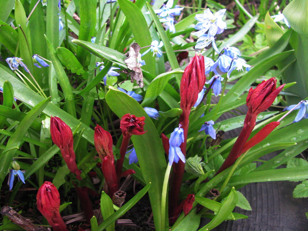 Пионы всходят - Людмила Смородинская