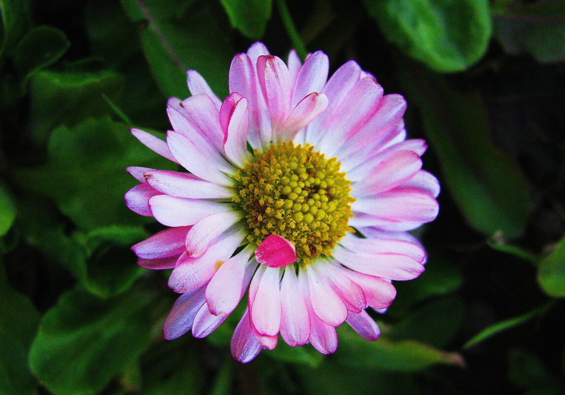 Нежная красавица - Людмила Смородинская