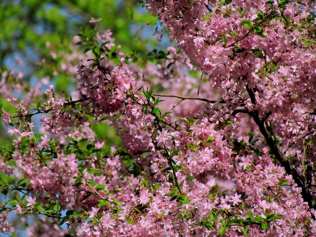 Весна - Роман Савоцкий