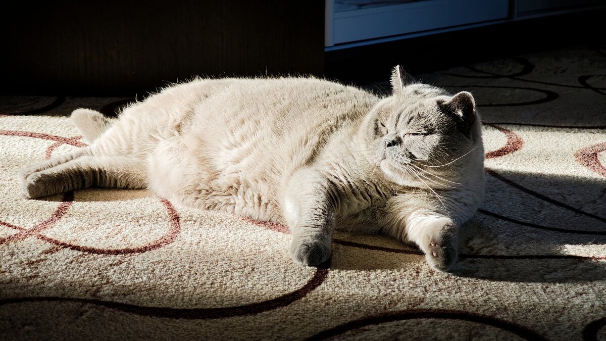 Кот Бантик - Александр 