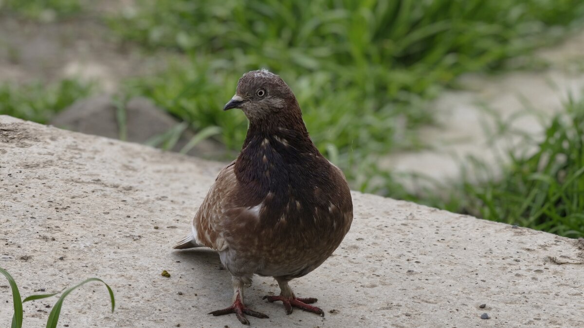 Голубь - Мариша Тим