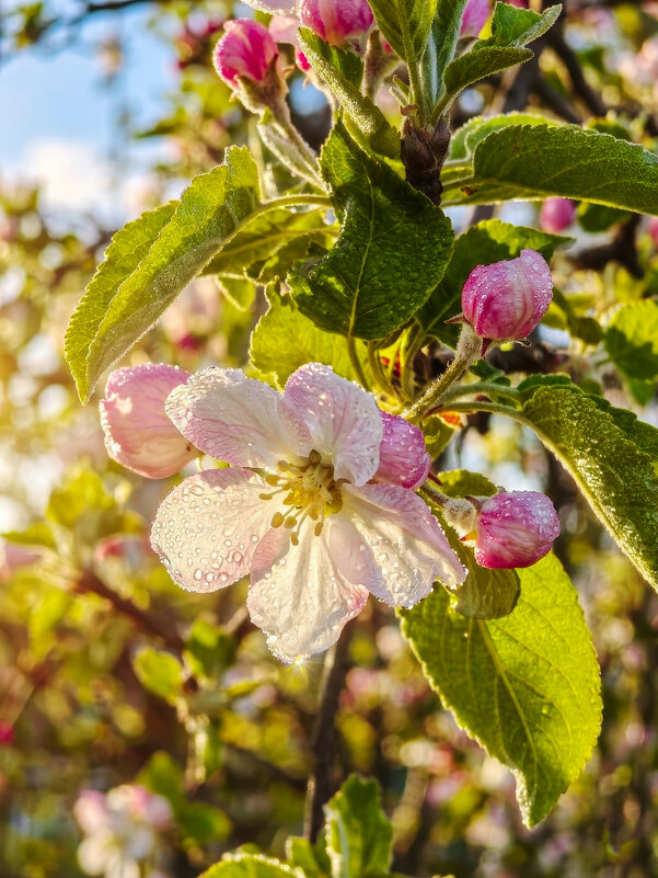 Утро - Валерий Ткаченко