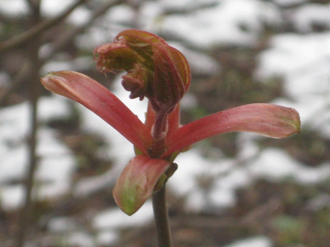 Пробуждение - Дмитрий Никитин