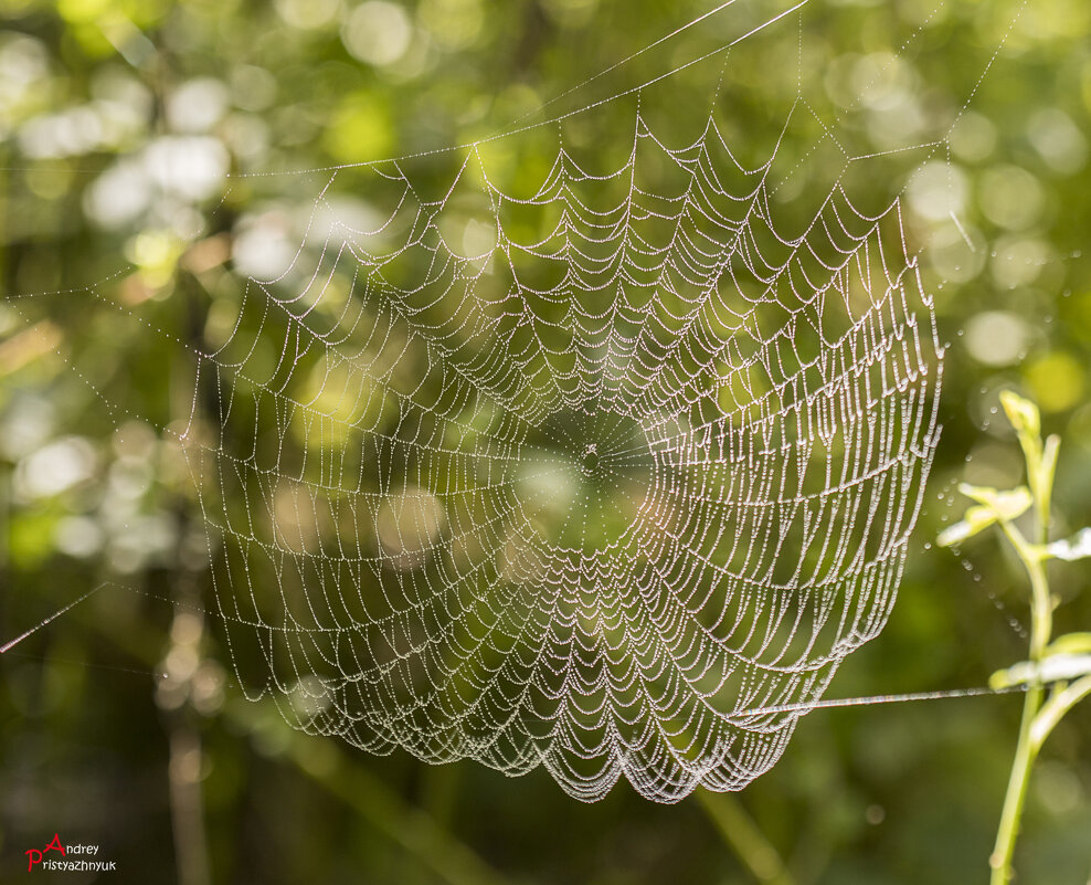 Паутинка - Андрей Пристяжнюк