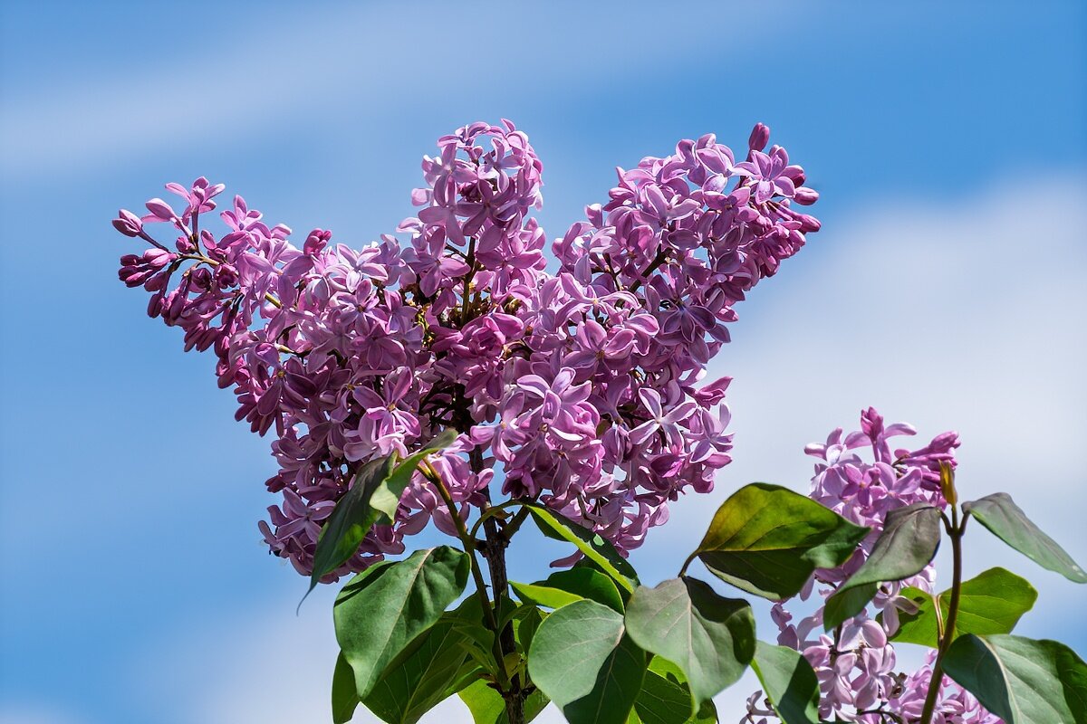 Сирень - Игорь Сикорский