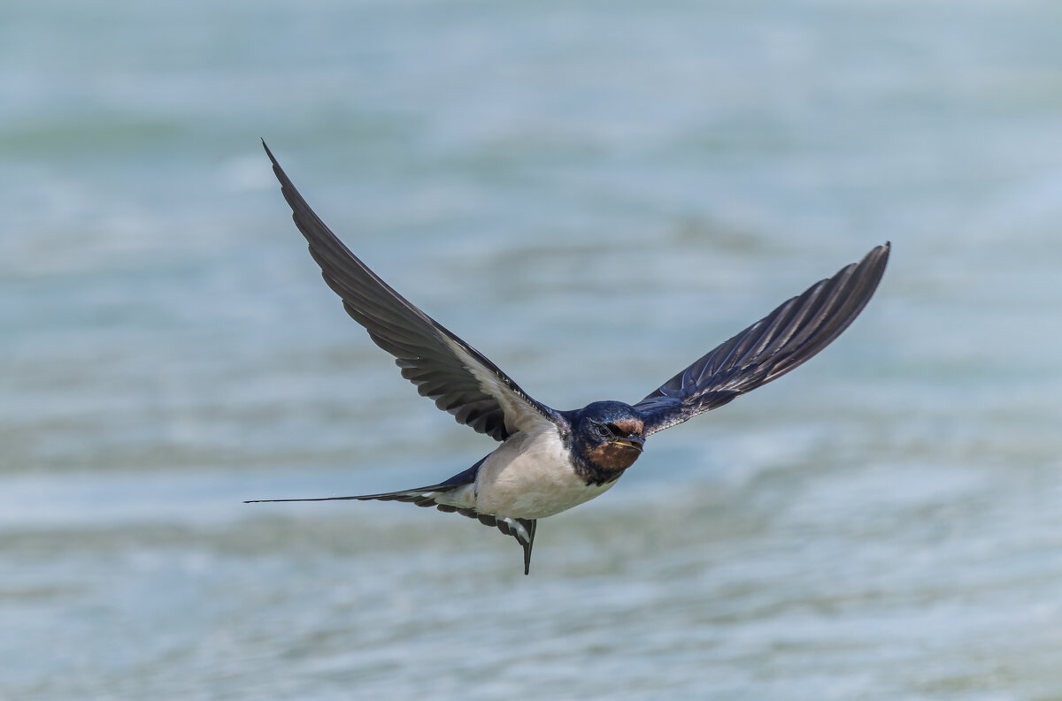 ласточка деревенская. - юрий макаров