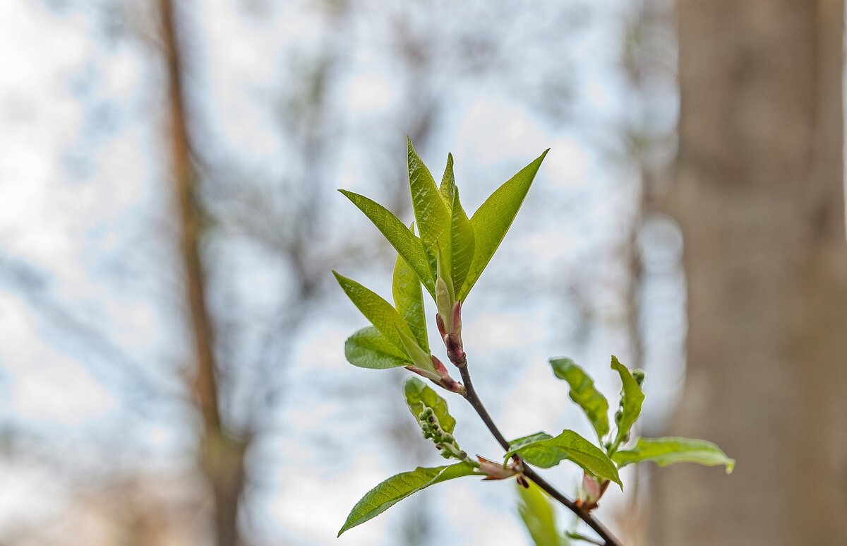 А весна всё равно цветёт - Валерий Иванович